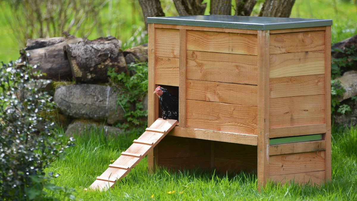 Réglementation poulailler dans son jardin : Ce qu'il faut savoir