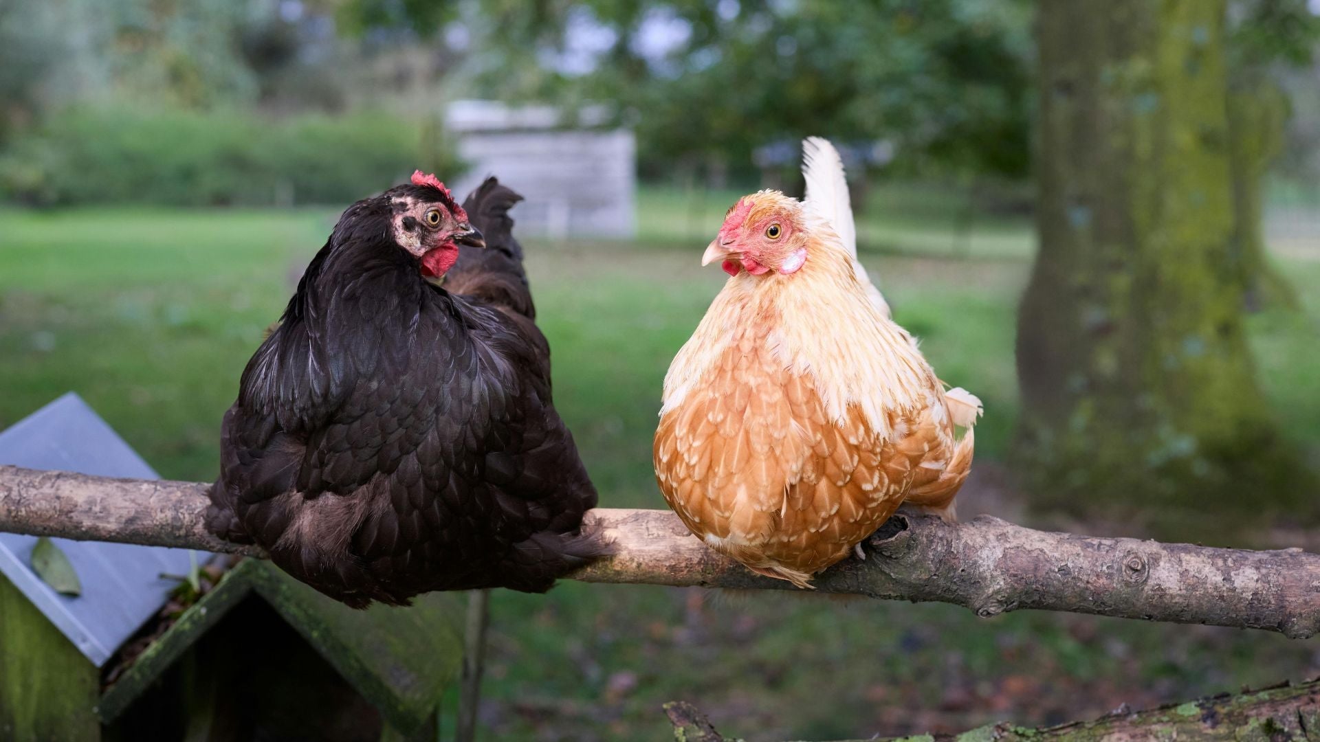 Où trouver mes poules ? Nos bonnes adresses