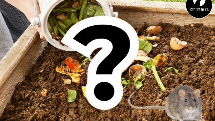 Rats dans le compost causes et solutions