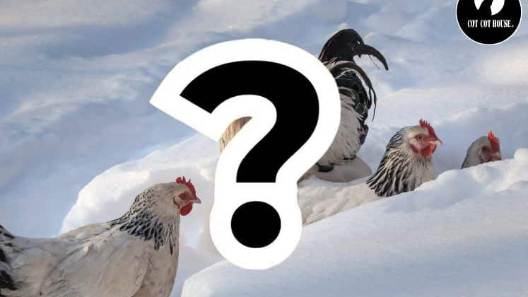 Comment préparer son poulailler pour l'hiver ?