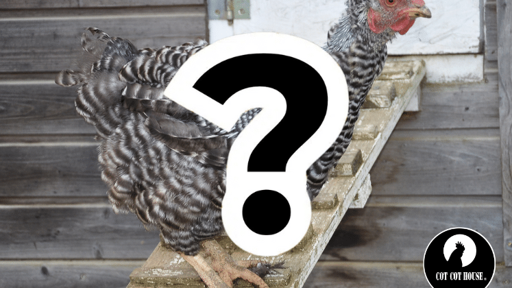 La mue des poules