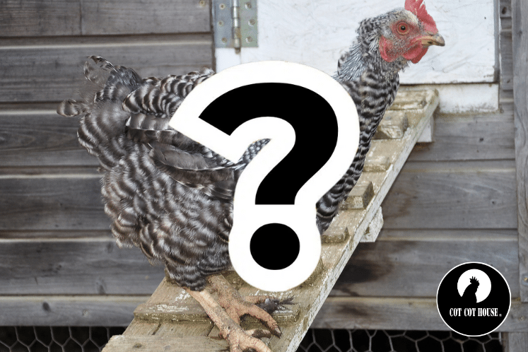 La mue des poules