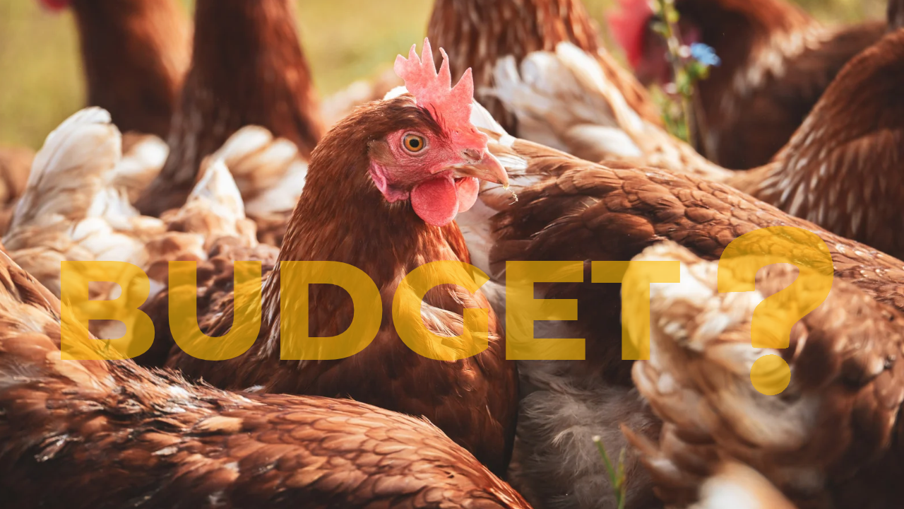 Prix et budget d'acquisition d'une poule pondeuse en France