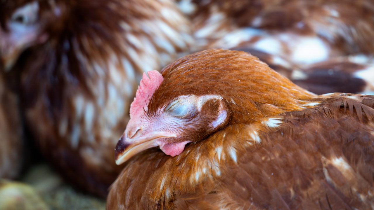 Ma poule ferme les yeux et ne bouge plus : causes, traitements et urgences