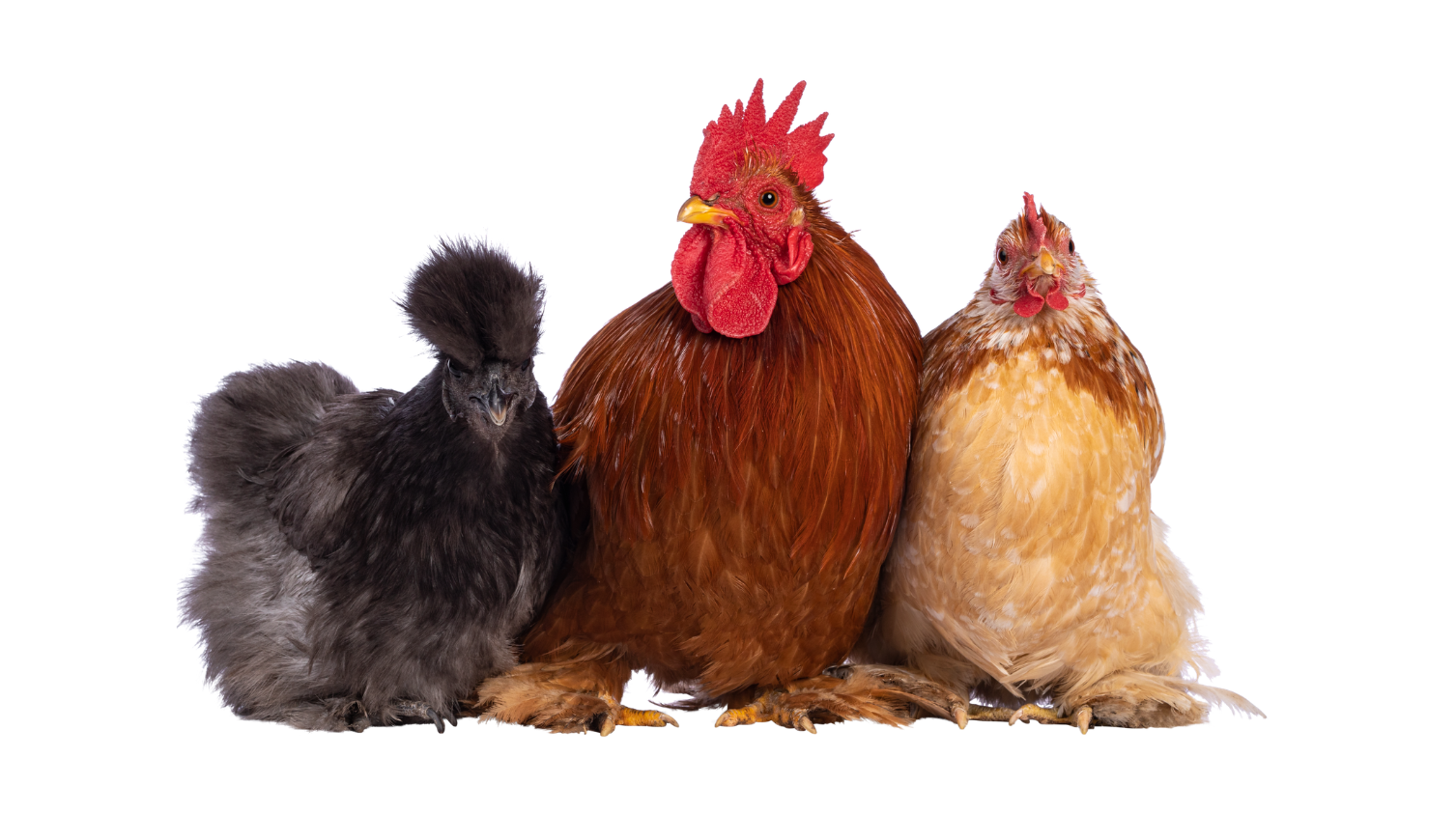 Quelle race de poule choisir ? Les différentes races de poules