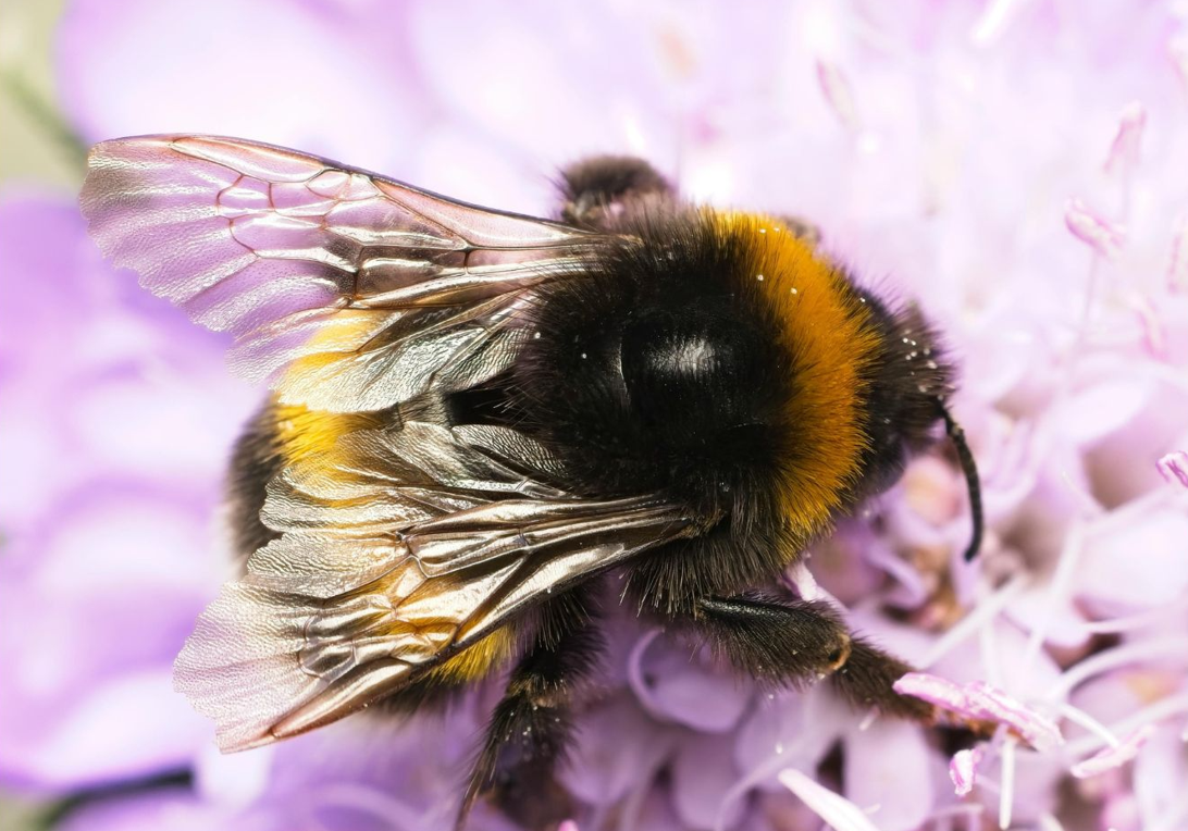 Les bourdons piquent-ils : ce qu'il faut savoir au jardin