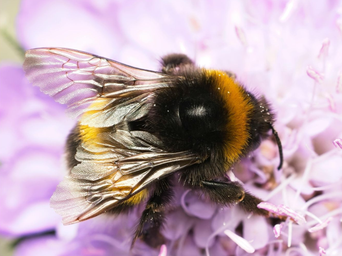 Les bourdons piquent-ils : ce qu'il faut savoir au jardin
