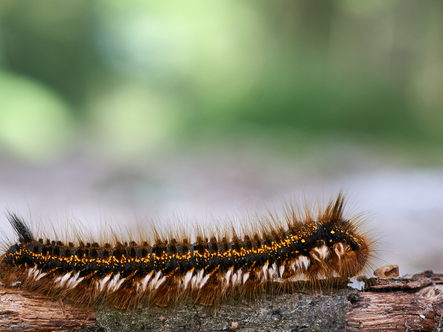 Mésange et chenille processionnaire : l’alliée naturelle pour protéger votre jardin