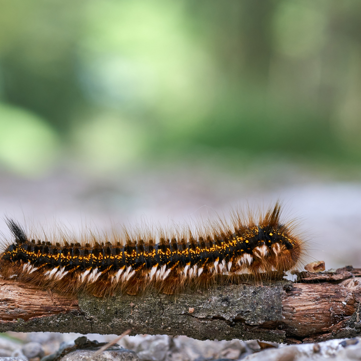 Mésange et chenille processionnaire : l’alliée naturelle pour protéger votre jardin