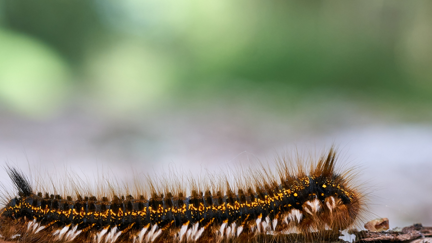 Mésange et chenille processionnaire : l’alliée naturelle pour protéger votre jardin