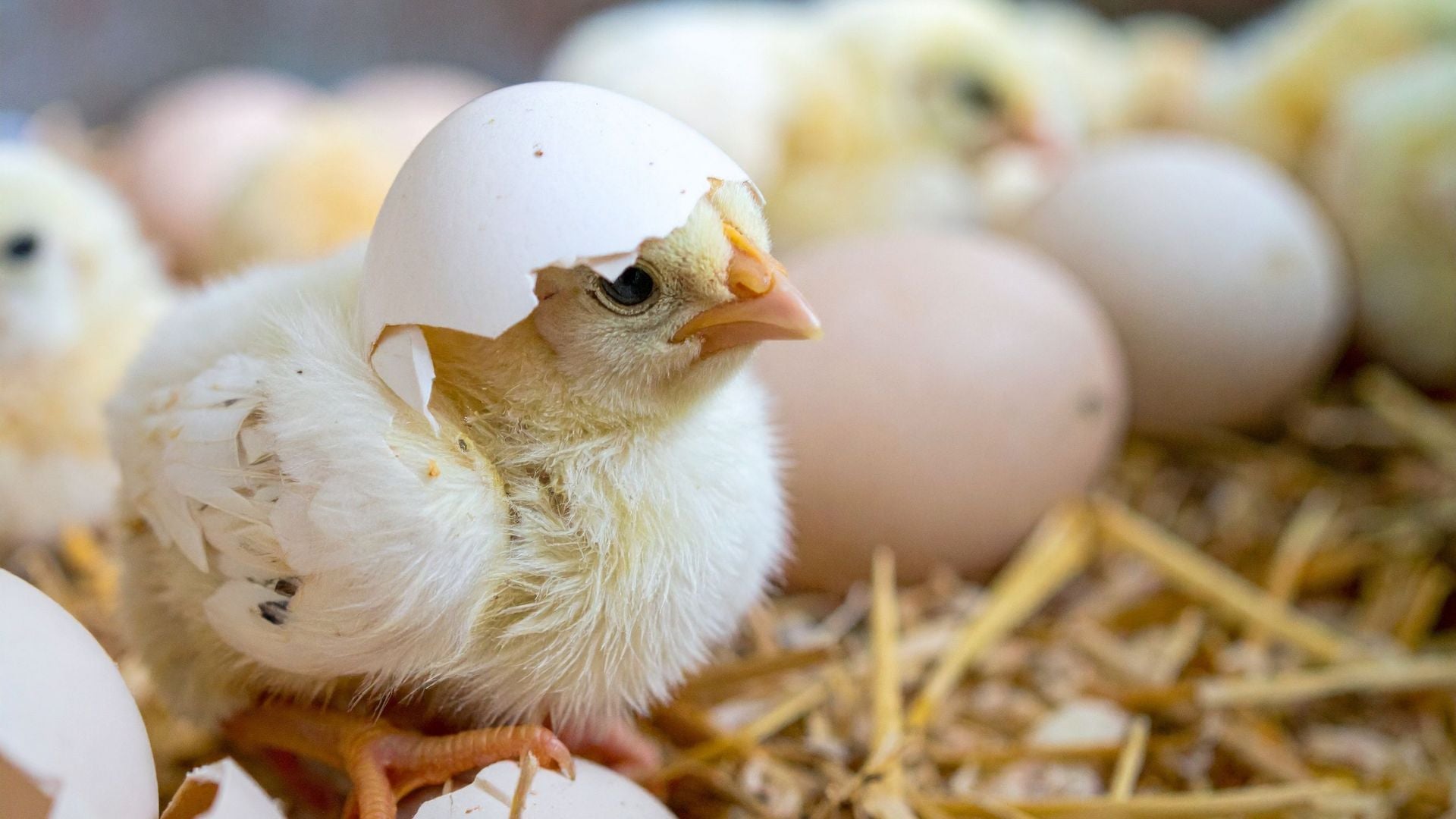 De l'oeuf à la ponte : tout savoir sur l'évolution du poussin en poule