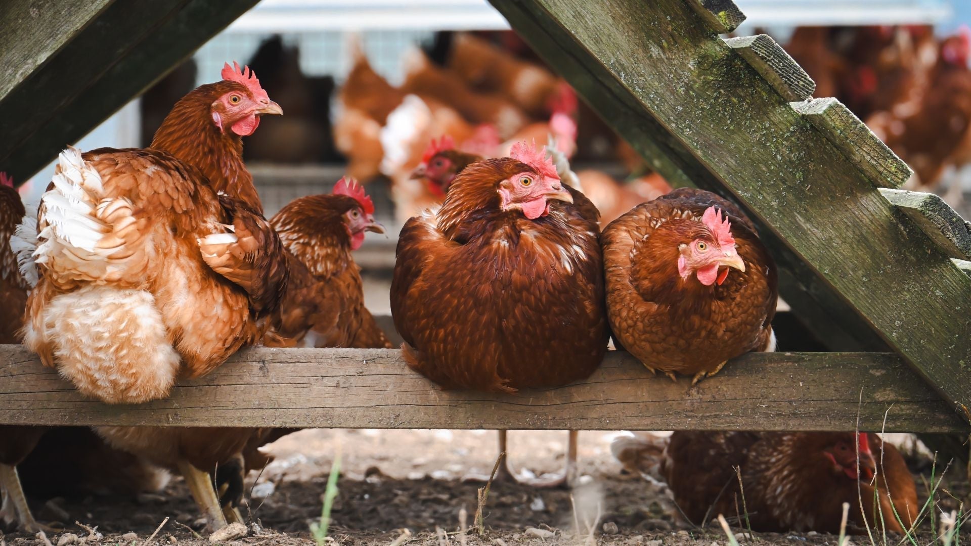 Maladie et diarrhée chez la poule : causes, symptômes et remèdes naturels