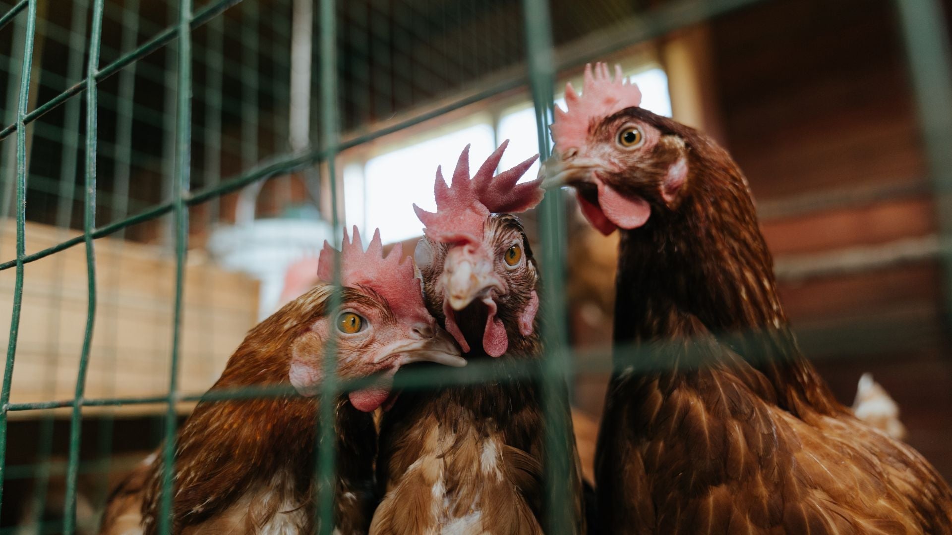 Intégrer de nouvelles poules dans votre poulailler : le guide complet pour une cohabitation réussie