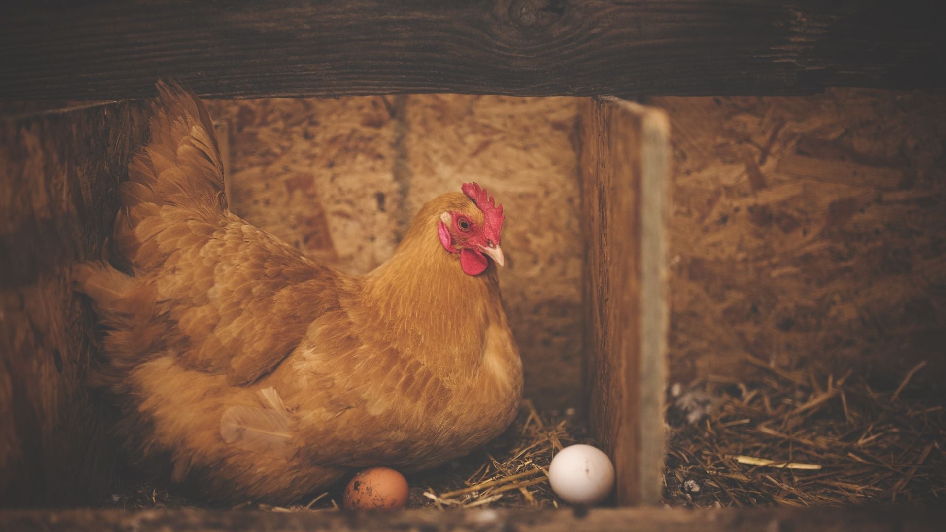Quelle est la fréquence de ponte d'une poule pondeuse ?