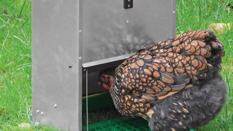 Quels sont les meilleurs accessoires pour le poulailler ? Abreuvoirs, mangeoires..