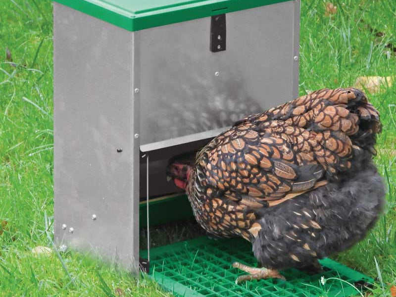 Quels sont les meilleurs accessoires pour le poulailler ? Abreuvoirs, mangeoires..