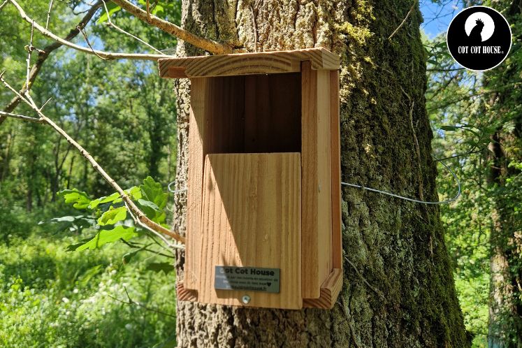 Nichoir à oiseaux : comment bien le choisir et l'installer pour booster la biodiversité