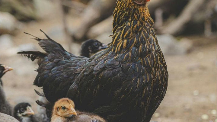 Combien de poules adopter ? Faut il un coq ?