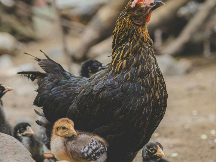 Combien de poules adopter ? Faut il un coq ?
