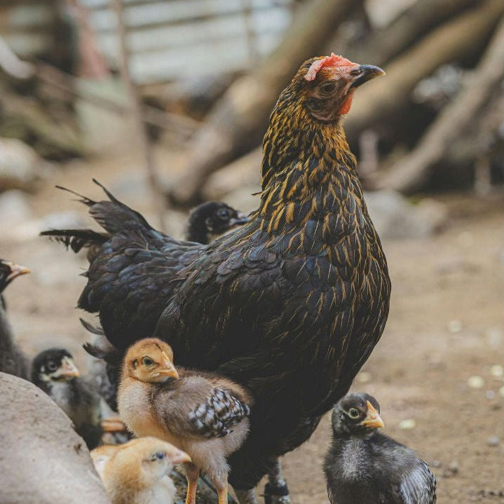 Combien de poules adopter ? Faut il un coq ?