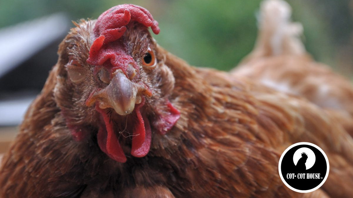 Maladies chez la poule : symptômes