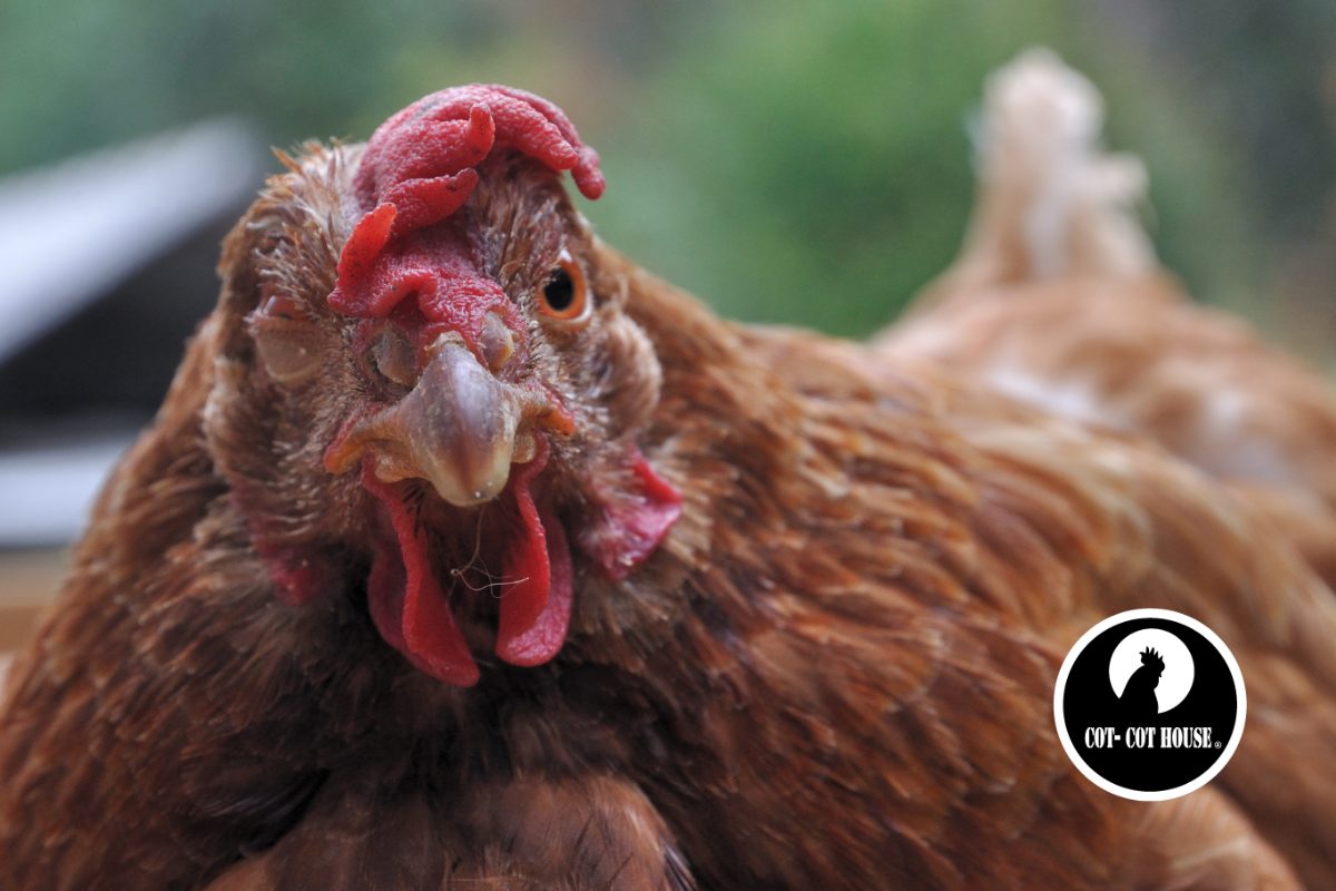 Maladies chez la poule : symptômes