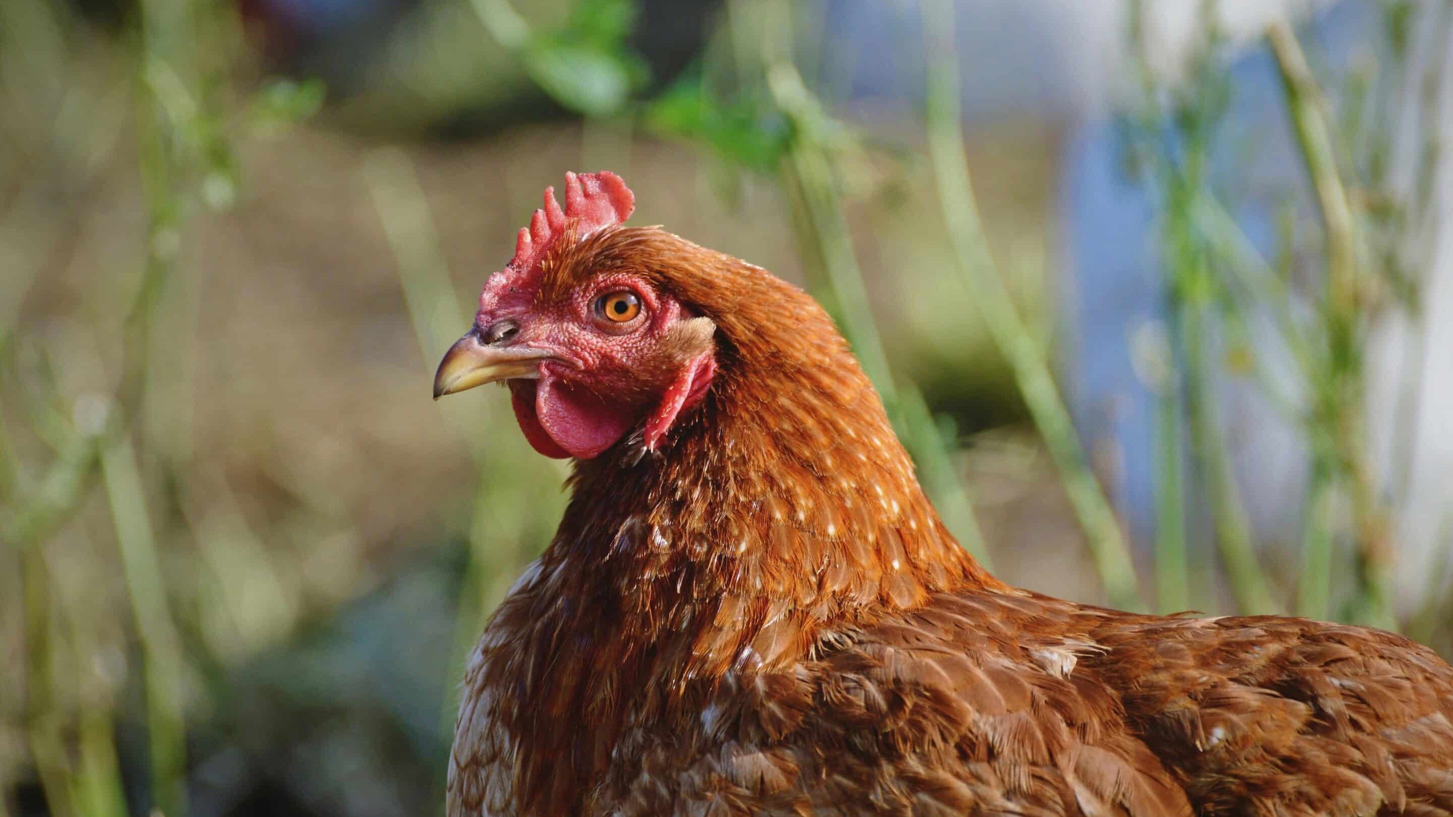 Adopter des poules : ce qu’il faut savoir
