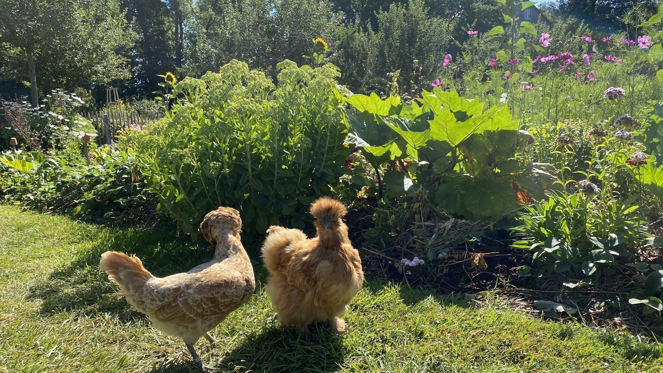 deux poules jardin