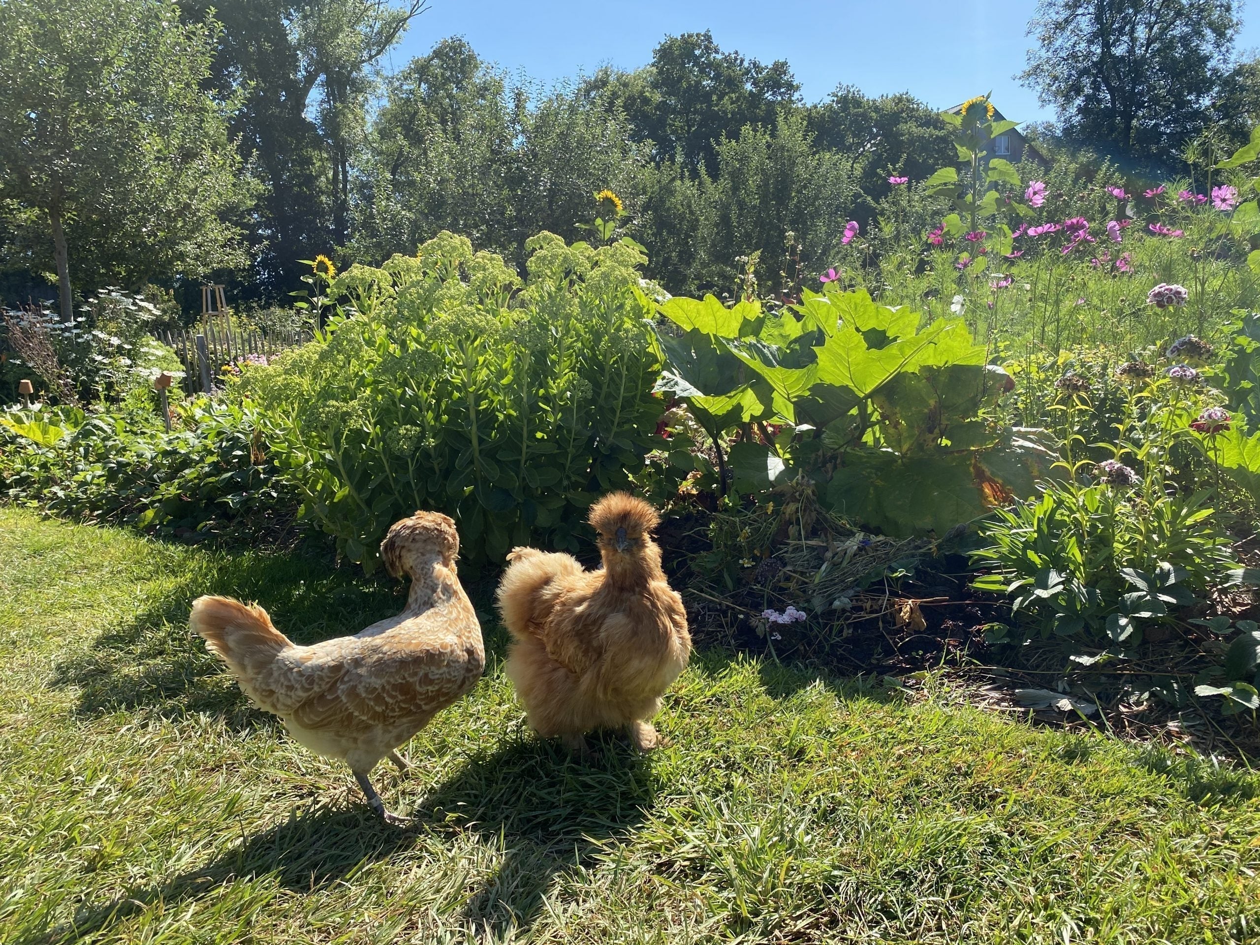 deux poules jardin