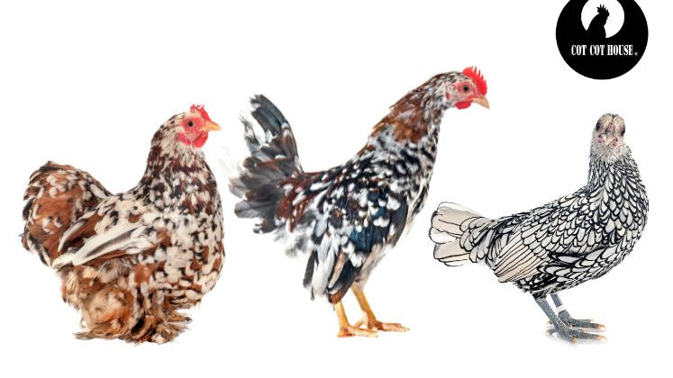 élever poules naines