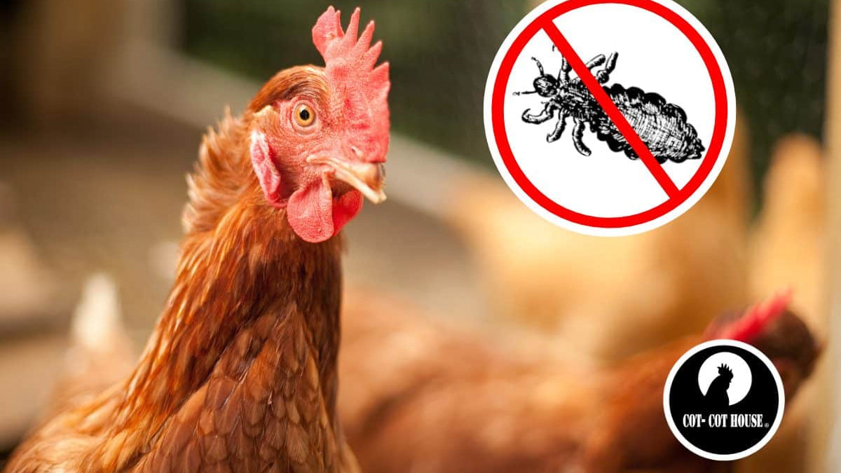 Poux rouges : comment s'en débarrasser ?