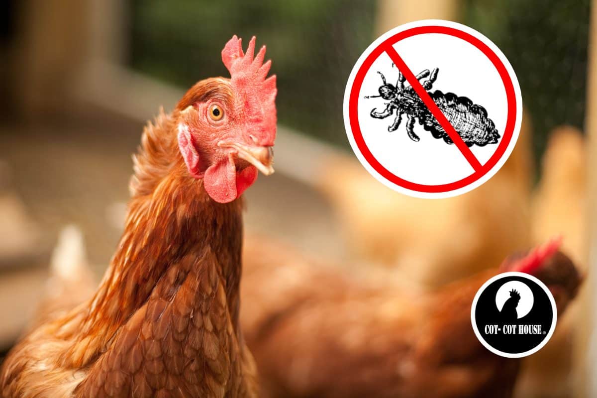 Poux rouges : comment s'en débarrasser ?