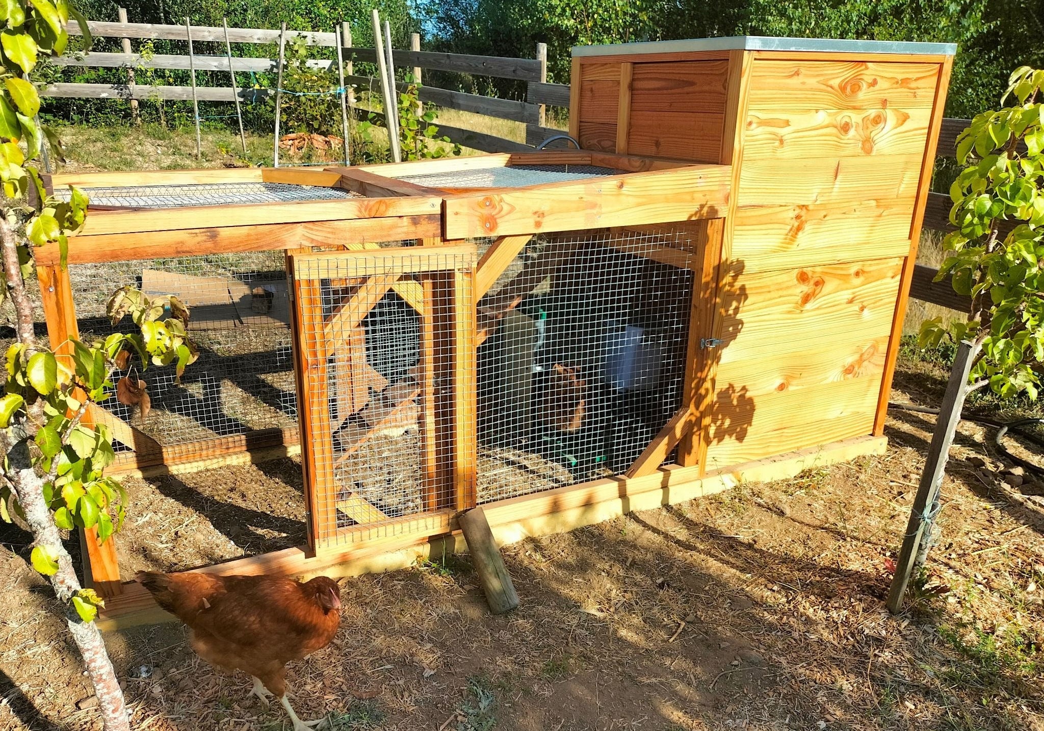 De "Silence ça pousse" au jardin : le bonheur solidaire de Gaëlle et ses poules