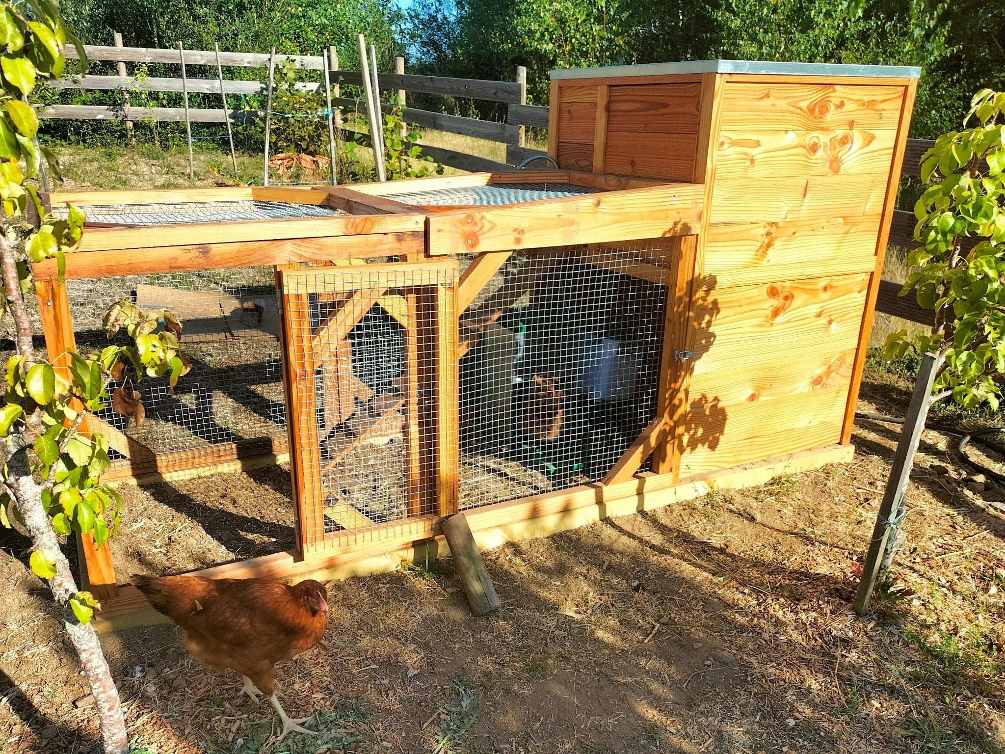 De "Silence ça pousse" au jardin : le bonheur solidaire de Gaëlle et ses poules
