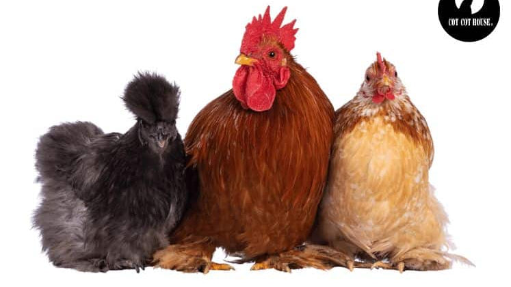 Top 10 des races de poules pour une ponte optimale en hiver