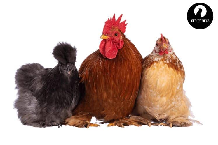 Top 10 des races de poules pour une ponte optimale en hiver