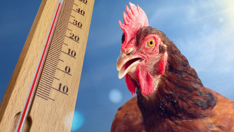 poule et chaleur caniculaire