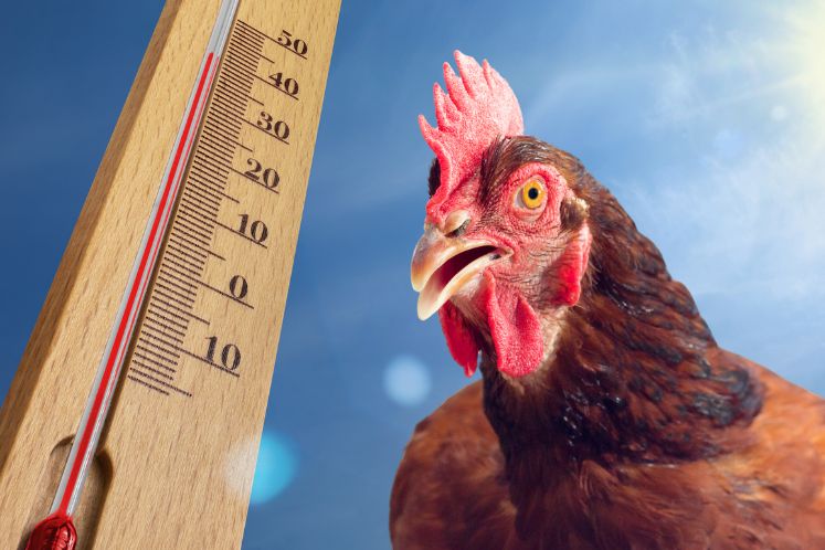 poule et chaleur caniculaire