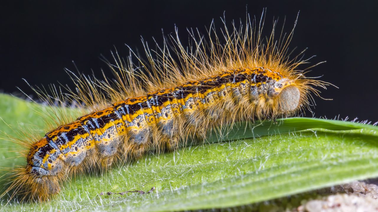 Mésange et chenille processionnaire : l’alliée naturelle pour protéger votre jardin