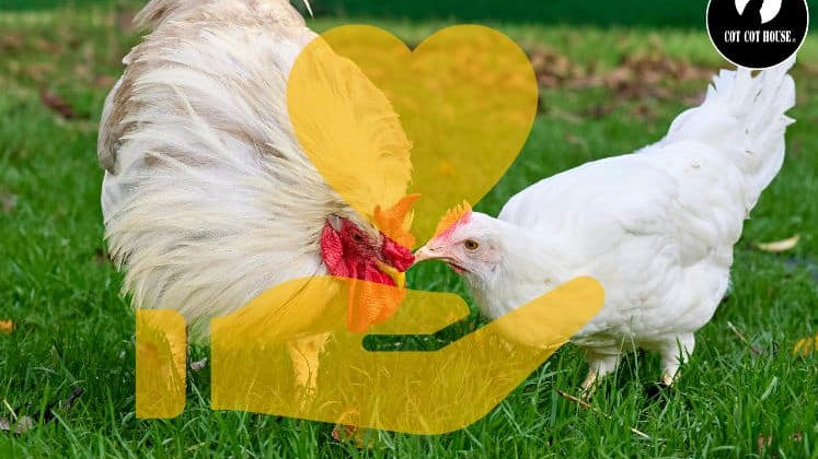 Durée de vie d’une poule pondeuse : combien de temps vit-elle vraiment ?