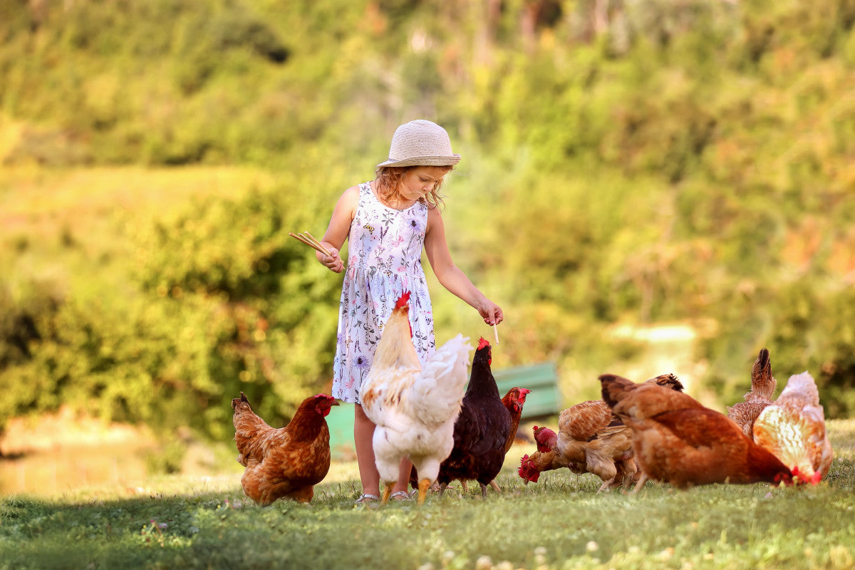 Poules : partir en vacances en toute sérénité