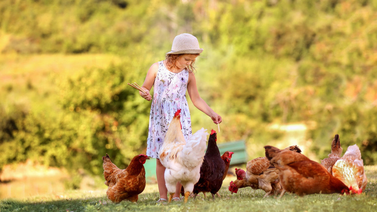 Poules : partir en vacances en toute sérénité
