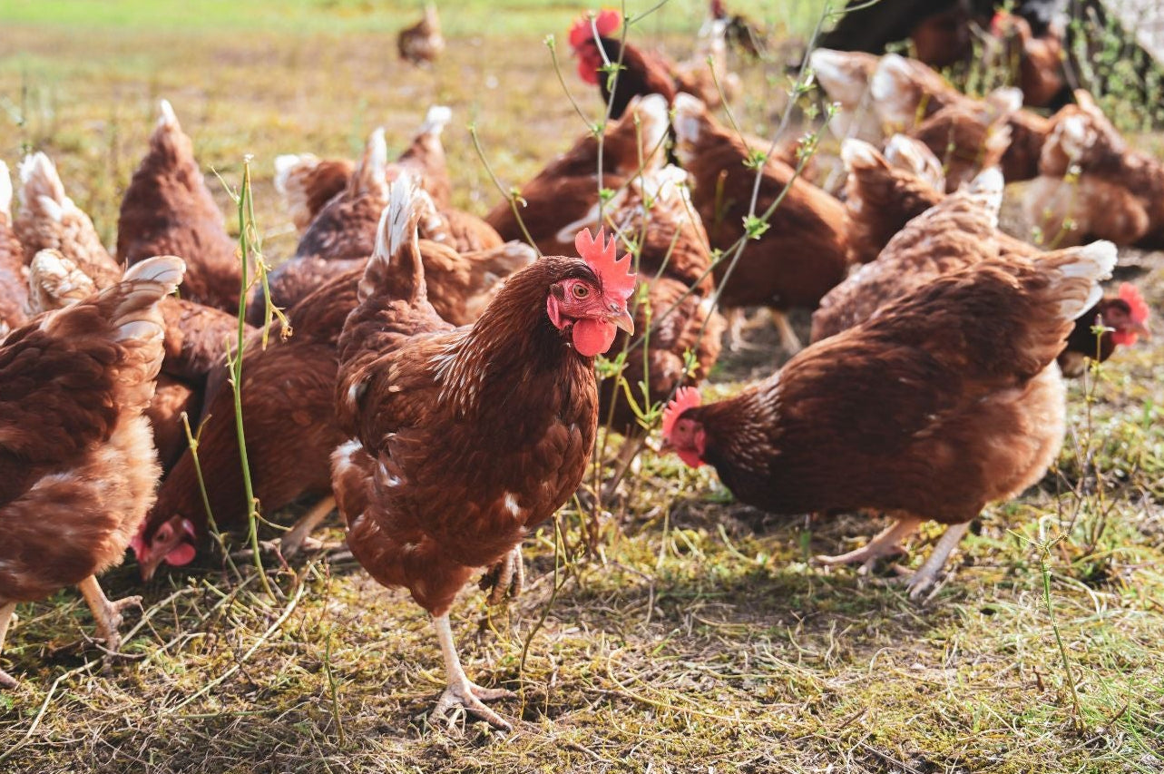 Les poules pondeuses : lesquelles adopter ?