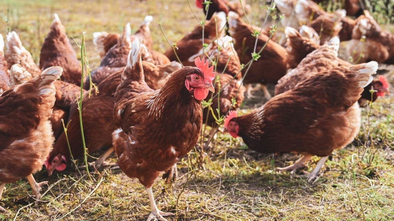 Les poules pondeuses : lesquelles adopter ?