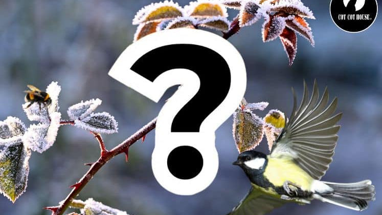 Soutenir la biodiversité au jardin cet hiver : oiseaux, insectes et sol vivant