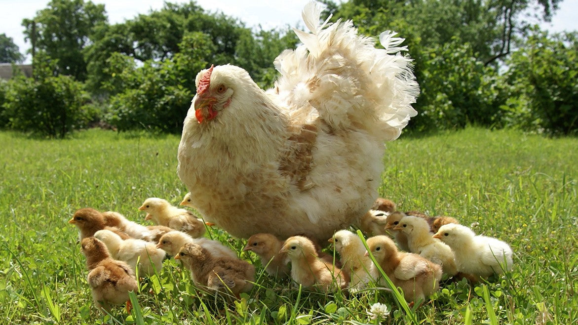 Combien de poules adopter ? Faut il un coq ?