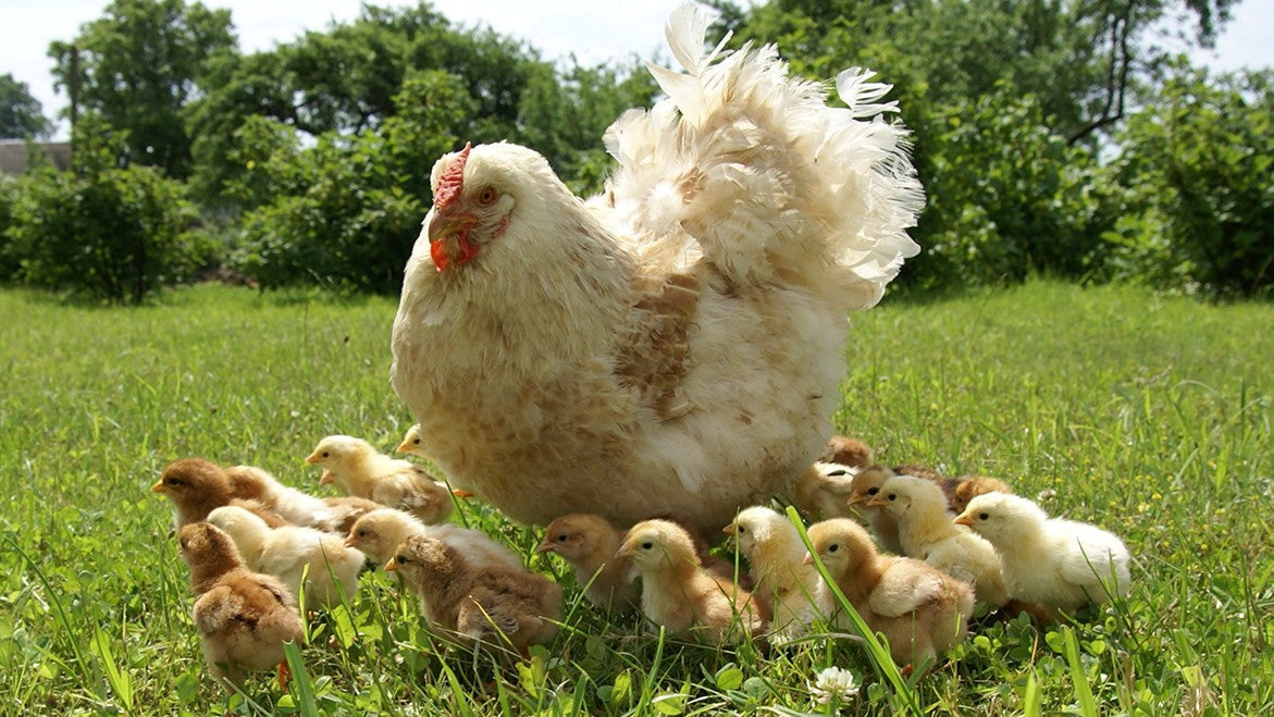 Combien de poules adopter ? Faut il un coq ?