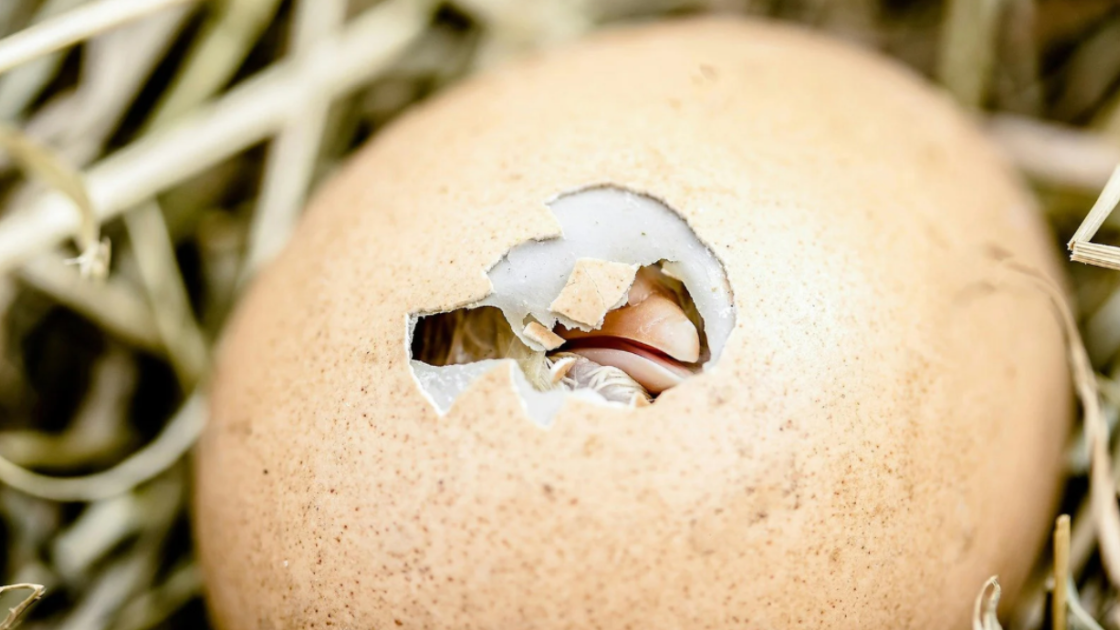 Comment élever des poussins : ce qu'il faut savoir
