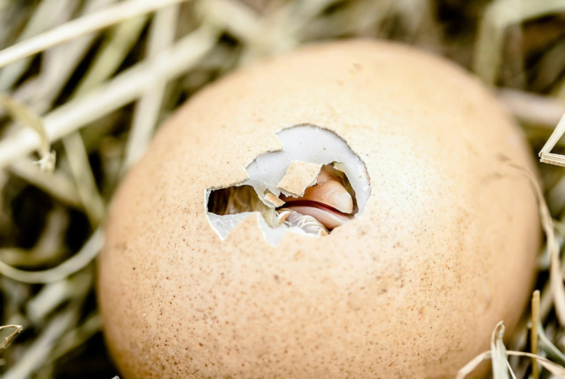 Comment élever des poussins : ce qu'il faut savoir