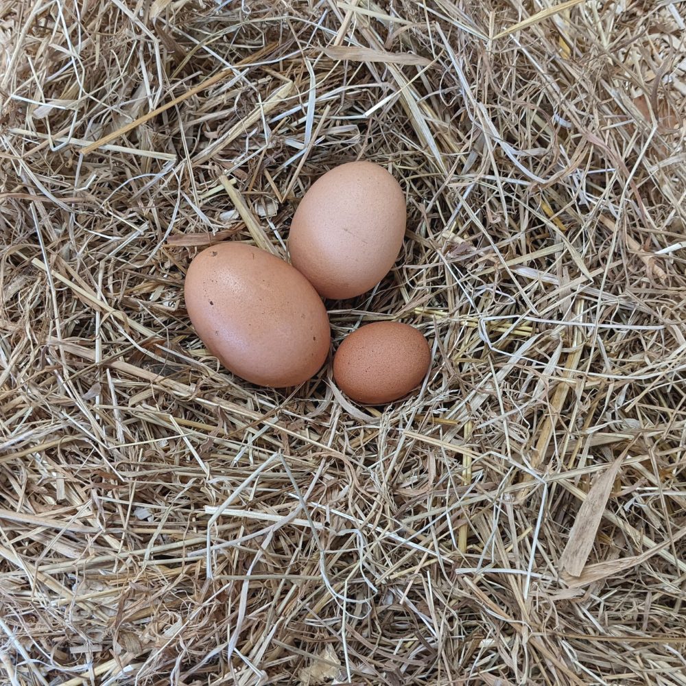 oeufs